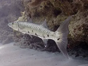 Category Coral Reefs DE Prints: Great barracuda (Sphyraena barracuda)