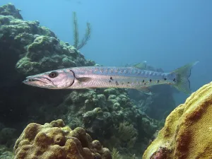 Framed Print : Great barracuda (Sphyraena barracuda) Framed Print : Great barracuda (Sphyraena barracuda)