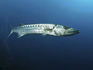 Great barracuda (Sphyraena barracuda)