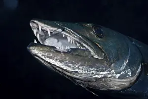 Great barracuda, Tulamben, Bali, Indonesia