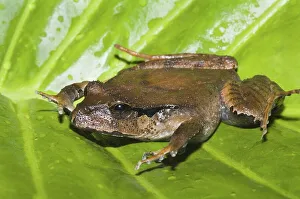 Great Barred Frog (Mixophyes fasciolatus)