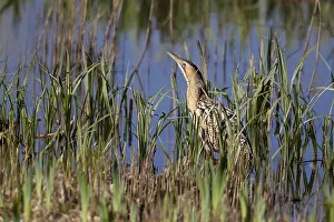 Great bittern (Botaurus stellaris) adult bird on the edge of a lagoon in a reedbed