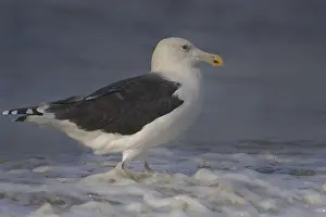 Great Black-backed Gull (Larus marinus)