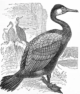 Great black cormorant, (Phalacrocorax carbo)