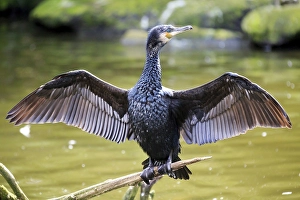 Great black cormorant (Phalacrocorax carbo) with wings outstretched