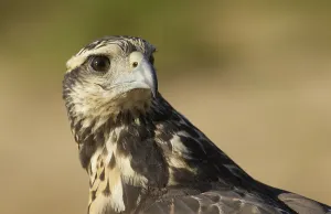 Great Black Hawk (Buteogallus urubitinga)