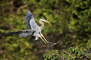 Great blue heron (Ardea herodias)