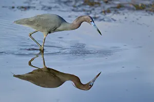 Great Blue Heron (Egretta caerulea)