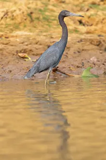 Great Blue Heron (Egretta caerulea)