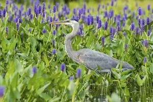 Great Blue Heron hunting for flowers and pike