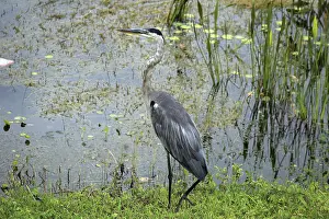 A Great Blue Heron standing on the shore of a lake in Orlando