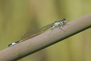 Great Blue-Tailed Damselfly (Ischnura elegans)