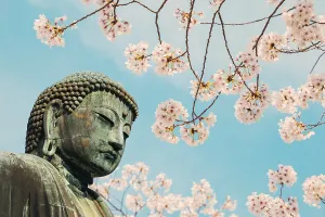 The Great Buddha bronze statue with cherry blossom at Kotoku-in temple in Kamakura