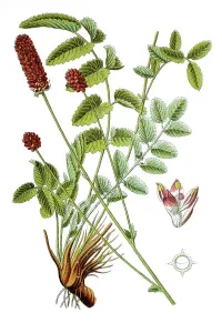 Great burnet (Sanguisorba officinalis)