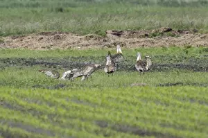 Great Bustard, male (Otis tarda)