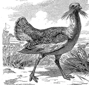 Great bustard (Otis tarda), is a bird from the bustard family