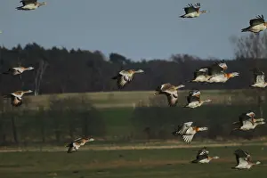 Great Bustard, Otis Tarda, in flight, Brandenburg