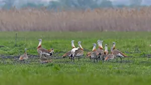 Great Bustard (Otis tarda) groups courtship display