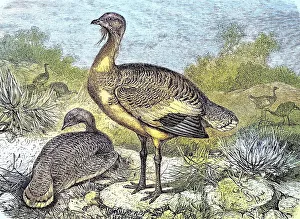 Great Bustard (Otis tarda), Historical