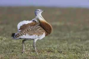 Great bustard (Otis tarda) m, Spain, Europe