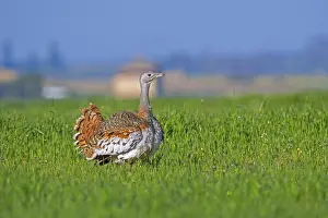 Great bustard (Otis tarda) male in breeding plumage displaying in field