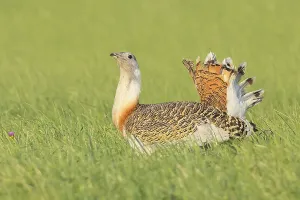 Great Bustard (Otis tarda), searching for food in a meadow
