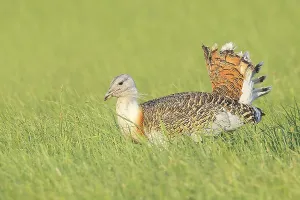 Great Bustard (Otis tarda), searching for food in a meadow