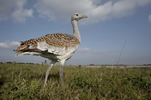 Great bustard (Otis tarda), Wiltshire