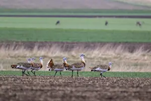 Several great bustards (Otis tarda) in a field