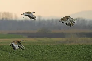 Great bustards (Otis tarda) flying above a field