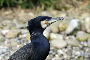 Great Cormorant or Black Shag (Phalacrocorax carbo)
