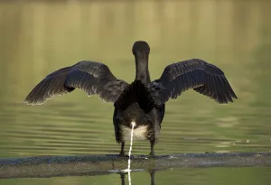 Great cormorant (Phalacrocorax carbo)