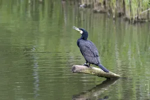 Great Cormorant (Phalacrocorax carbo)