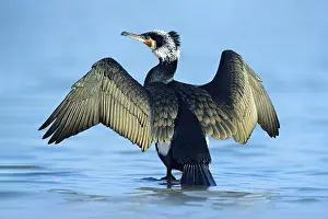 Great Cormorant, Phalacrocorax carbo