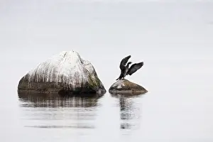 Great cormorant (Phalacrocorax carbo)