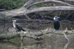 Great cormorant (Phalacrocorax carbo)