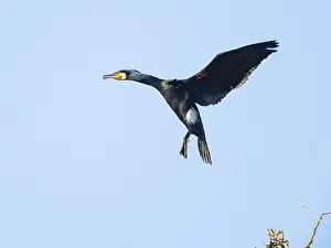 Great Cormorant (Phalacrocorax carbo)