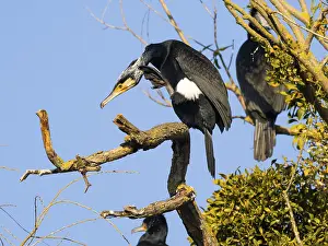 Great Cormorant (Phalacrocorax carbo)