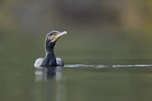 Great cormorant (Phalacrocorax carbo)