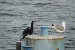 Great cormorant (Phalacrocorax carbo)