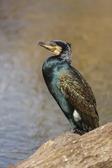 Great cormorant, Phalacrocorax carbo