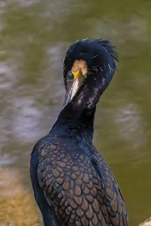 Great cormorant, Phalacrocorax carbo