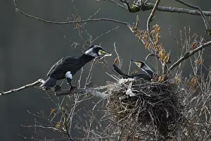 Great cormorant (Phalacrocorax carbo)