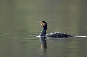 Great cormorant (Phalacrocorax carbo)