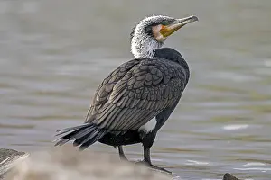 Category Wildlife DE Prints: Great Cormorant (Phalacrocorax carbo)