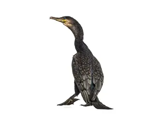 Great Cormorant - Phalacrocorax carbo