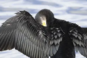 Great cormorant (Phalacrocorax carbo) adult bird drying its wings on a tree branch