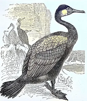 Great cormorant (Phalacrocorax carbo), c