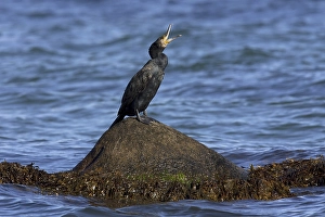 Great cormorant (Phalacrocorax carbo) calling from rock in the sea