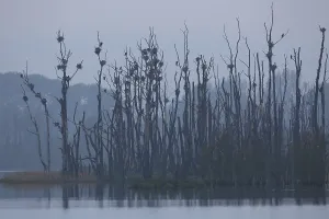 Great Cormorant (Phalacrocorax carbo) colony